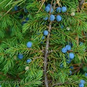 Плоды Можжевельника обыкновенного 100 грамм (Juniperus communis) фото