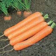 Семена моркови Дордонь F1