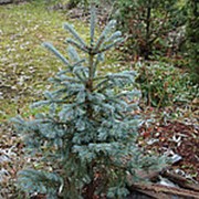 Ель колючая Энгельмана 'Блю Софти' (Picea engelmannii BLUE SOFTIE) фотография