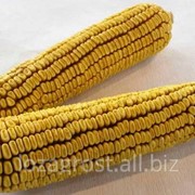 Семена кукурузы Пивиха фотография