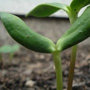Семена подсолнечника гибридные фото