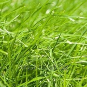 Многолетние травы. Семена СЭ фотография