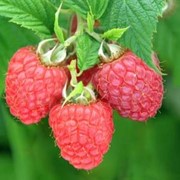 Глен Файн малина (Glen Fyne Raspberry) фото