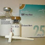 Вакцины для профилактики болезней свиней Бовилис IBR фотография
