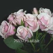 Роза majolica фото