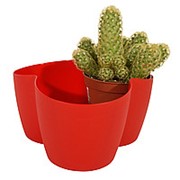 Кактусница на 3 растения (красная) фотография