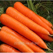 Морковь Осенняя королева 0,5кг (Satimex Германия) фото