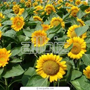 Языковые курсы, английский а Англии! фото