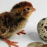 Яйцо перепелиное инкубационное фото