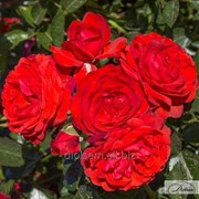 Роза Scarlet Meillandecor фото
