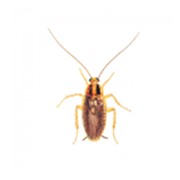Дельтаметрин от тараканов фотография