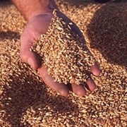 Пшеница фуражная, пшеница, Зерновые культуры