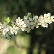 Вишня саржен Prunus sargentii Charles Sargent обхват ствола 16-18