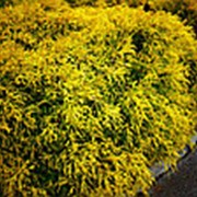 Можжевельник пфитцериана Кинг оф Спринг Juniperus x pfitzeriana King of Spring Pa фото