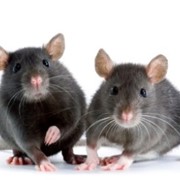 Уничтожение грызунов: крыс, мышей