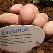 Картофель посадочный среднеранний EVOLUTION