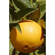 Апельсин “Навель“ NAVEL фото