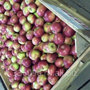 Яблоки Айдаред фото