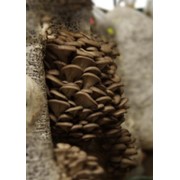 Дробилки - для измельчения лузги подсолнечника, что повышает качество грибных блоков и урожайность