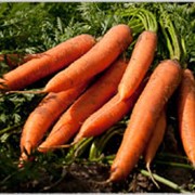 Морковь очищенная в вакуумной упаковке фото