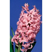 Цветок гиацинт фото