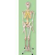 Модель анатомически правильного скелета человека на роликовой подставке