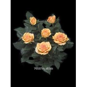 Роза Spicy Kordana фото