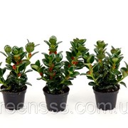 Нематантус Грегара -- Nematanthus gregarius фото