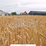 Пшеница озимая Антоновка и Богдана
