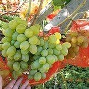 Черенки винограда ранних сортов, черенки винограда : Агрус(Лиза), саженцы винограда