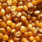 Кукуруза зерно, пшеница экспорт, импорт