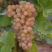 Саженец винограда “Ркацители“. фото