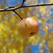 Осение яблоки фото