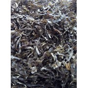 Ламинария - капуста морская, фото