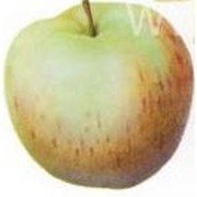 Яблоки Осеннее полосатое (Штрейфлинг, Штрифель) фото