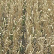 Семена озимой пшеницы "Богемия"