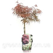 Клен дланевидный Гарнет -- Acer palmatum Garnet