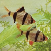 Рыба аквариумная Барбус-суматранус - Capoeta tetrazona tetrazona фото