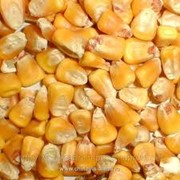 Кукуруза фуражная на экспорт