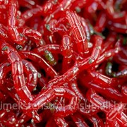 МОТЫЛЬ КРУПНЫЙ ЛЕСНОЙ ЭКСТРА КЛАССА фото