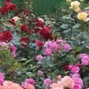 Саженец розы (чайно-гибридная, ремонтантная).  фото