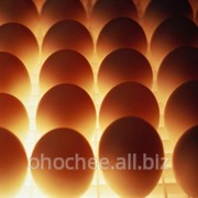Яйца куриные столовые 1 фото