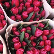 Продаж тюльпанов оптом! Доставка по Украине! фото