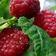 Саженцы ягодных кустарников малина Солнышко фото