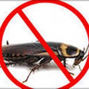 Уничтожение тараканов фото
