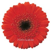 Срезанный цветок Гербера Sarinah фото