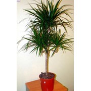 Пальмовые растения комнатные фото