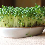 Семена кресс-салат Курлед 1 кг