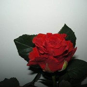 Роза Эльторо, местная роза фото