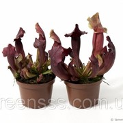 Саррацения -- Sarracenia фотография